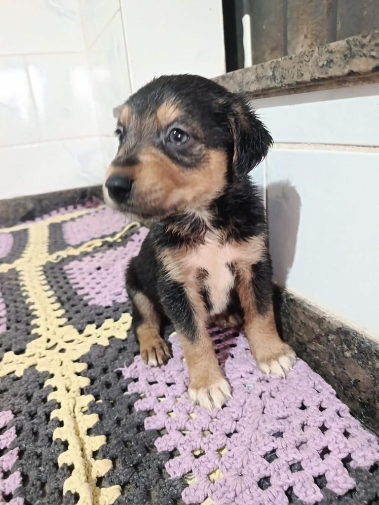 Menininho, cachorro de porte grande para adoção em Goioerê - PR