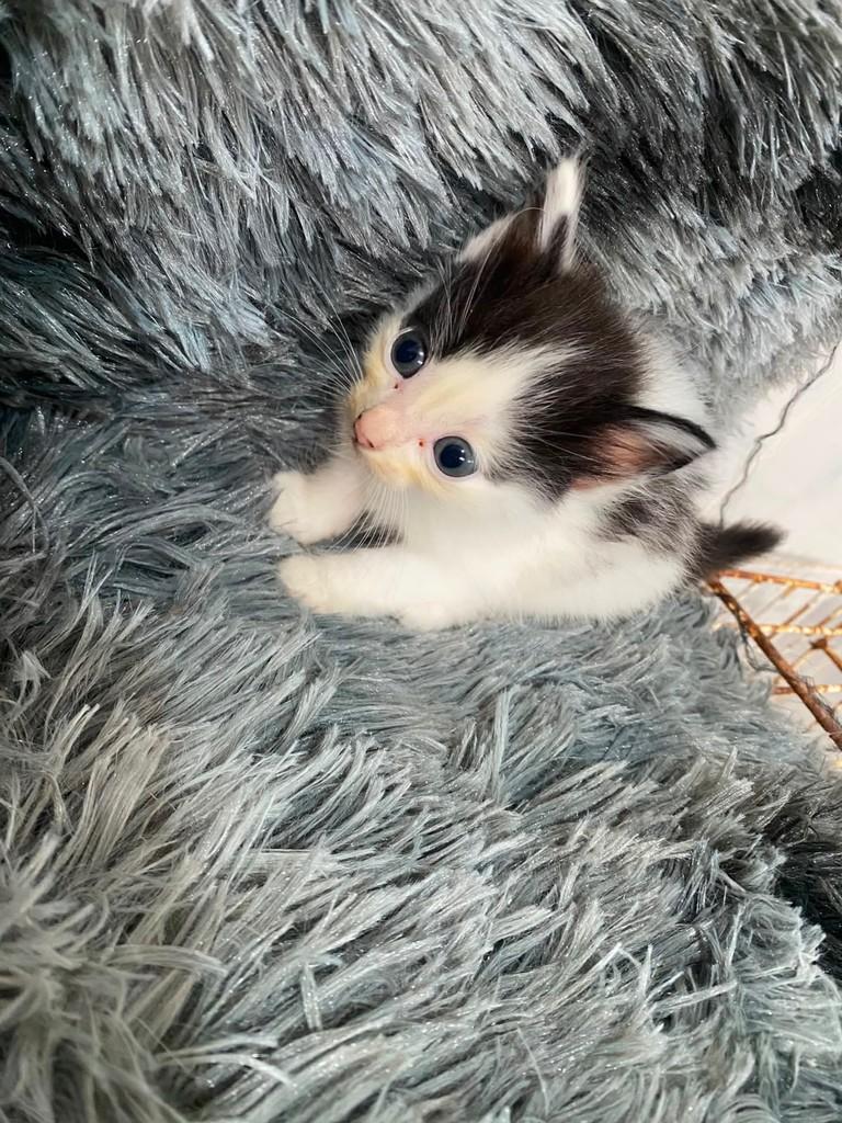 Menininha, gata de porte pequeno para adoção em Goioerê - PR