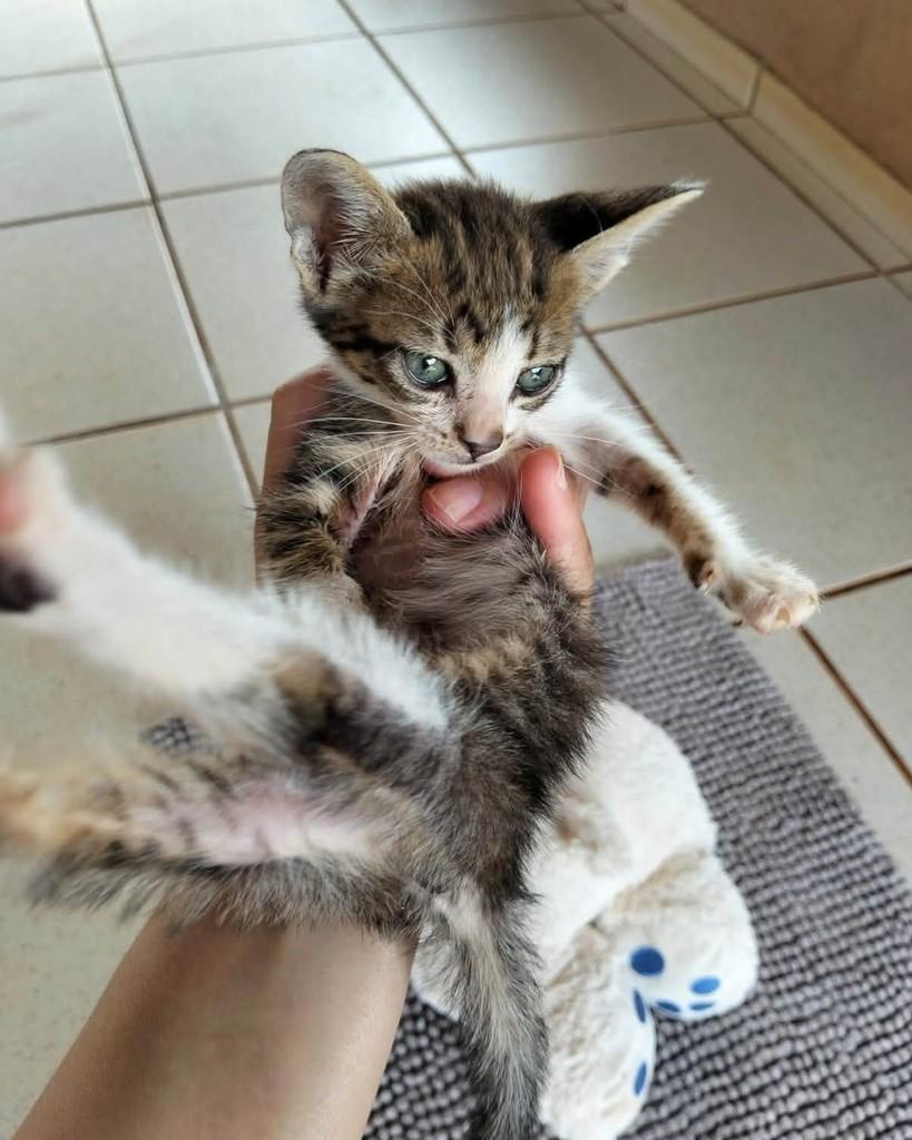 Nenes, gata de porte pequeno para adoção em Goioerê - PR