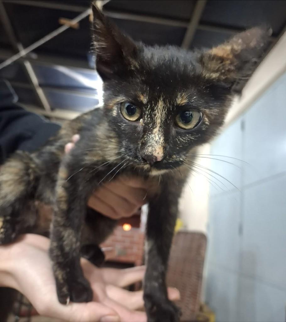 Petinha, gato de porte pequeno para adoção em Goioerê - PR