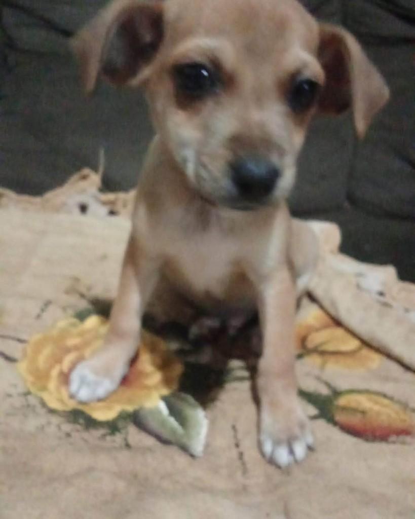 Nilda, cadela de porte pequeno para adoção em Goioerê - PR