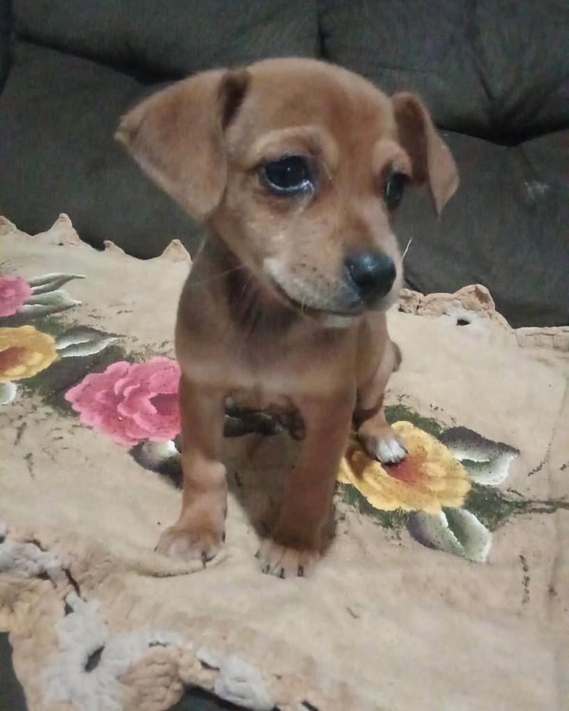 Nilda, cadela de porte pequeno para adoção em Goioerê - PR — foto 2 de 4