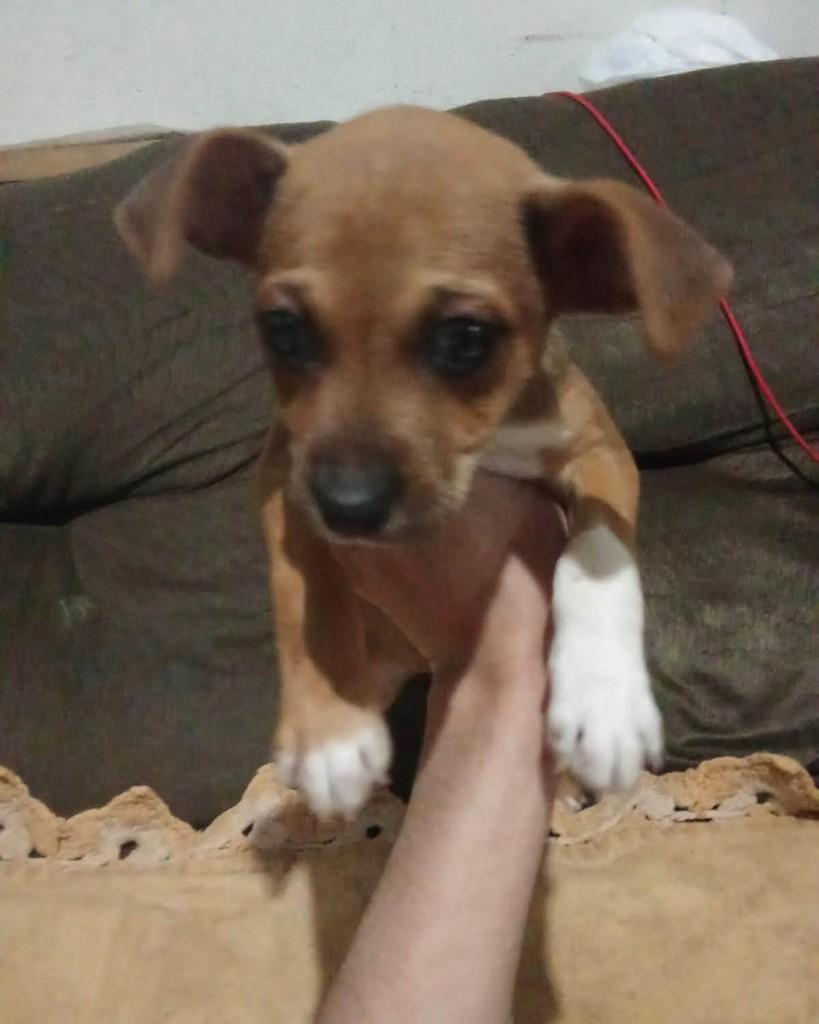 Nilda, cadela de porte pequeno para adoção em Goioerê - PR — foto 3 de 4