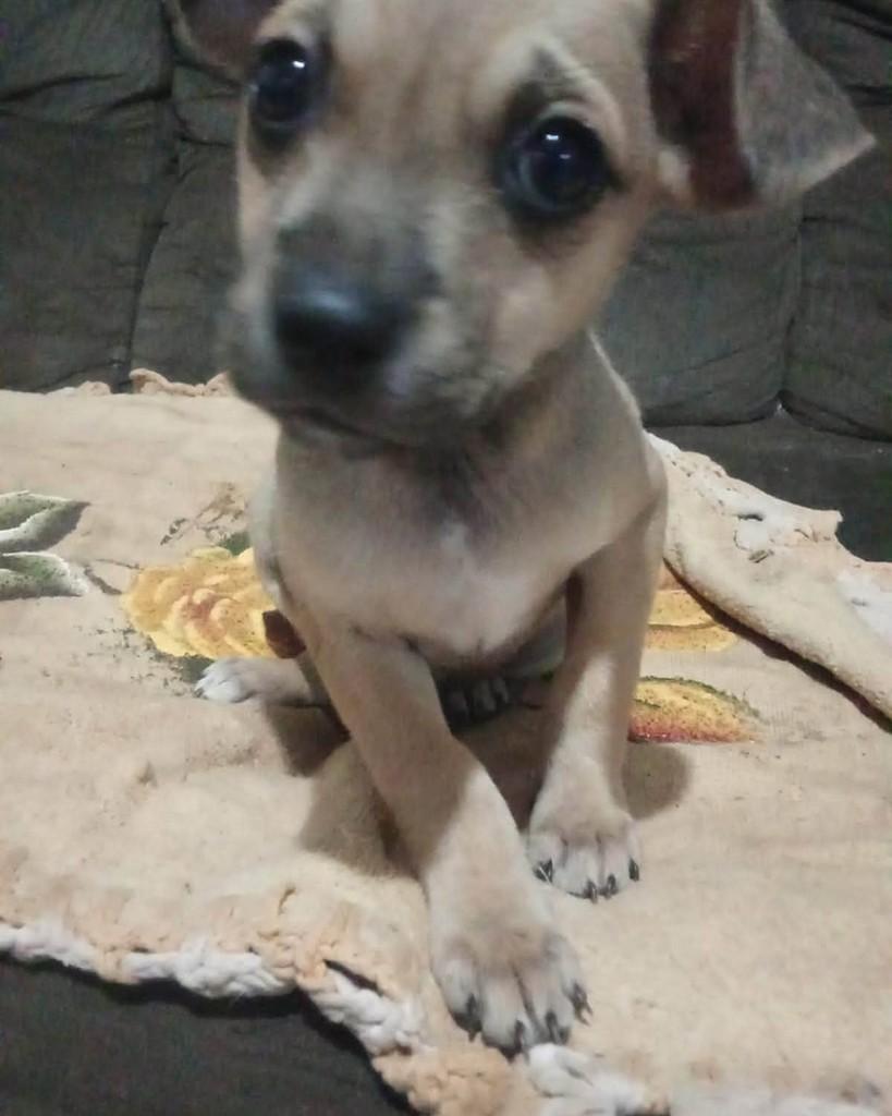 Nilda, cadela de porte pequeno para adoção em Goioerê - PR — foto 4 de 4