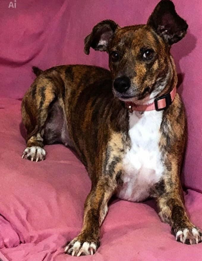 Zente, cachorro de porte pequeno para adoção em Mangueirinha - PR