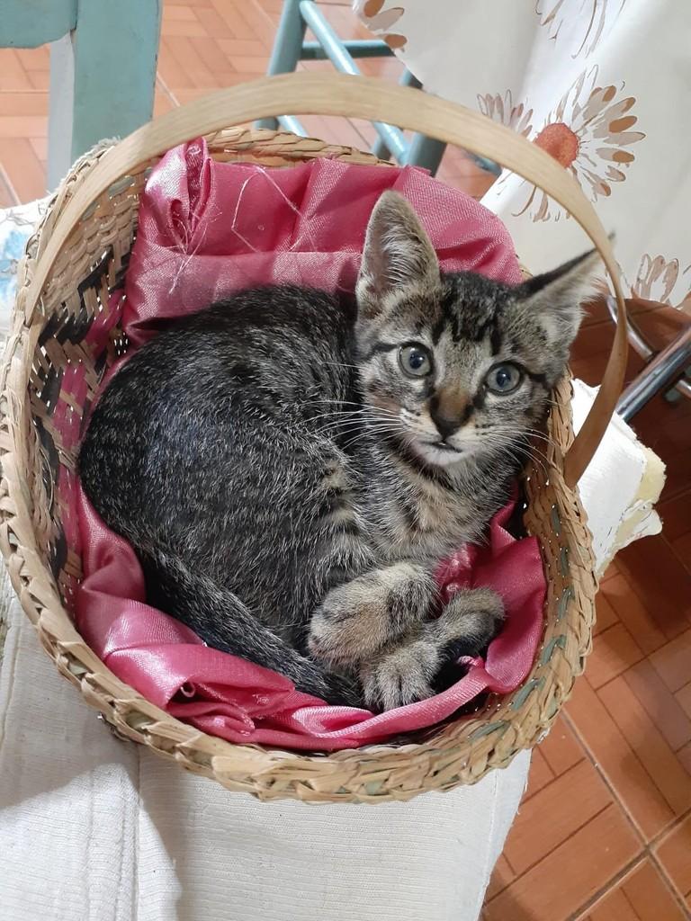 Miminha, gato de porte pequeno para adoção em Mangueirinha - PR
