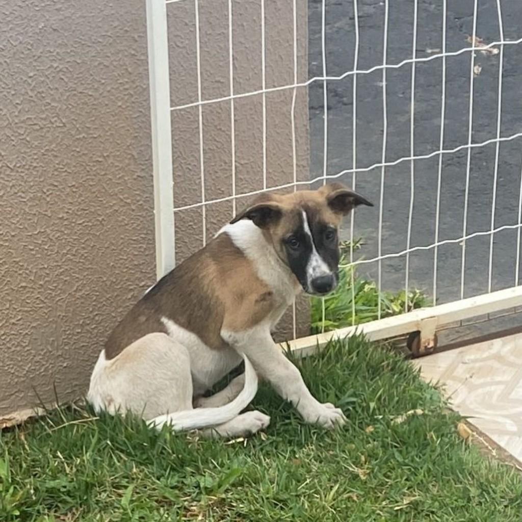 Fofurinha, cachorro de porte pequeno para adoção em Mangueirinha - PR
