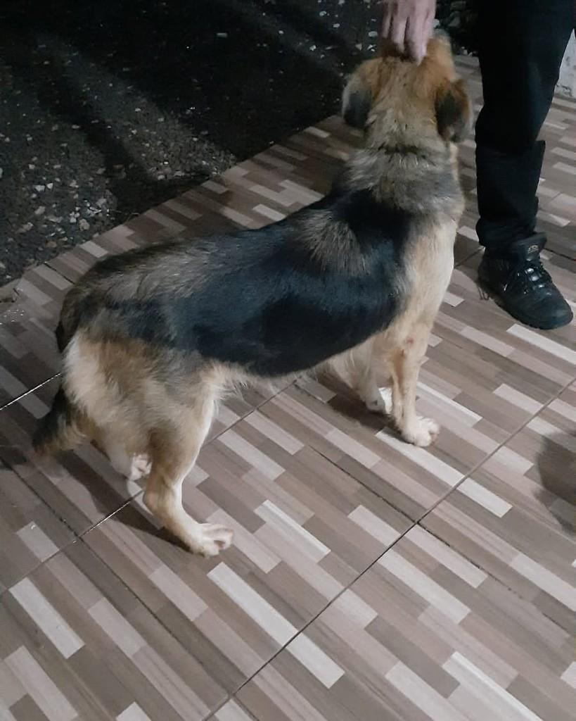 Cachorrinha, cadela de porte médio para adoção em Mangueirinha - PR