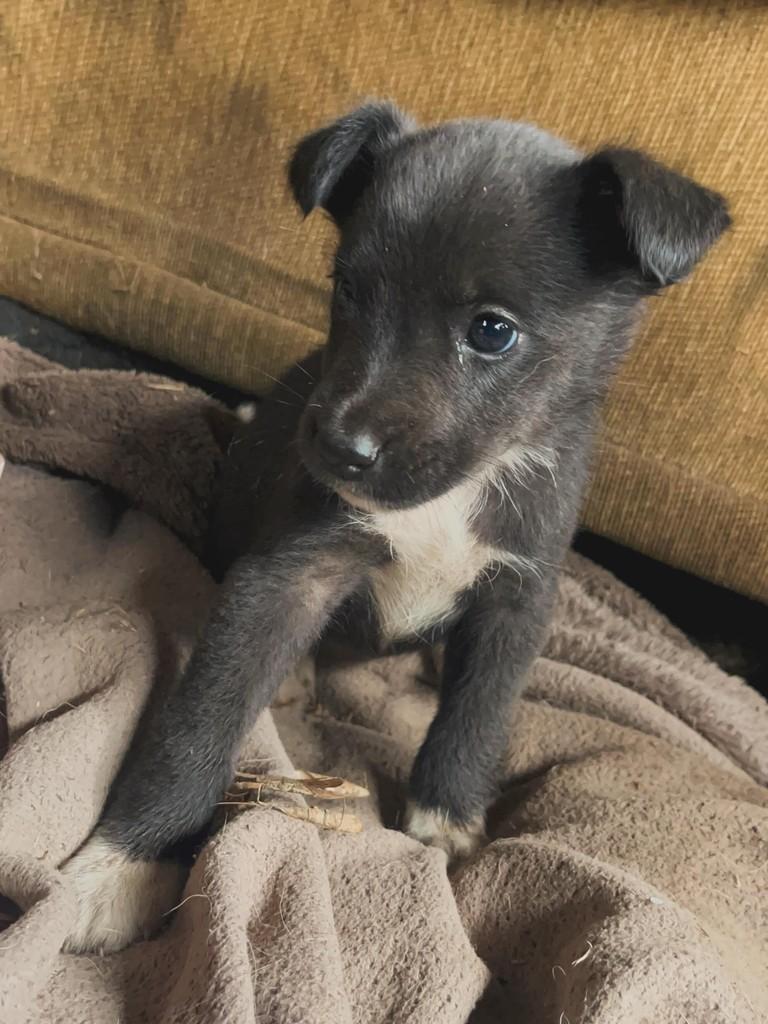 Mocinha, cachorro de porte pequeno para adoção em Mangueirinha - PR