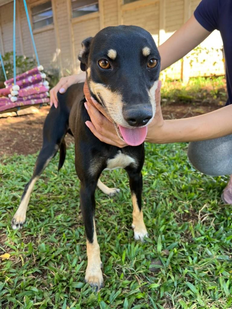 Penélope, cachorro de porte pequeno para adoção em Mangueirinha - PR