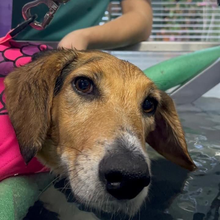 Jade, cachorro de porte médio para adoção em Mangueirinha - PR