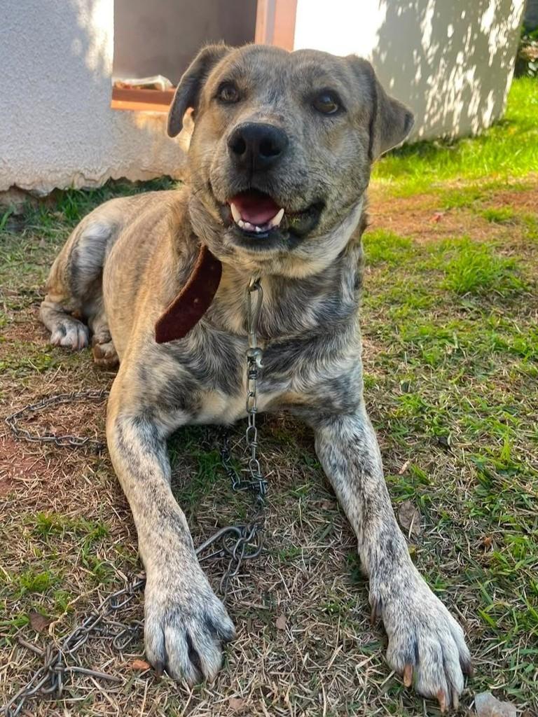 Tigrinho, cachorro de porte grande para adoção em Mangueirinha - PR