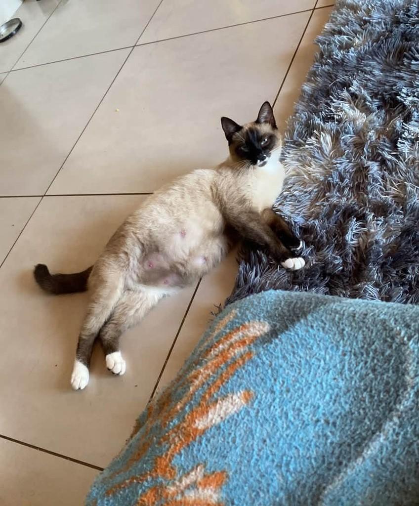 Bonita, gata de porte pequeno para adoção em Mangueirinha - PR