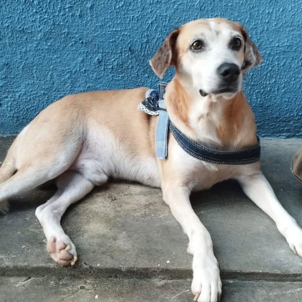 Sortudo, cachorro de porte médio para adoção em São Luís - MA