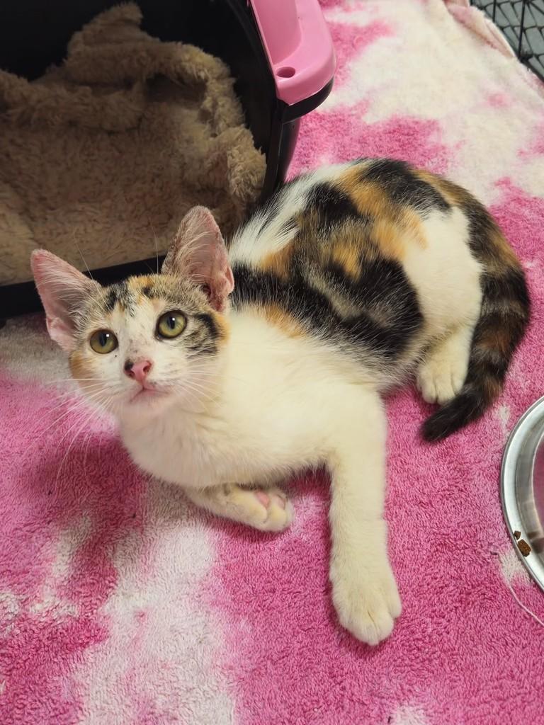 Linda, gata de porte pequeno para adoção em São Luís - MA