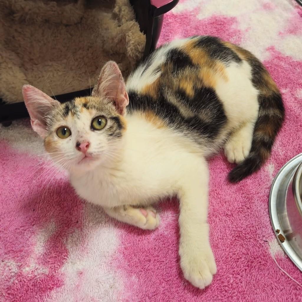Frida, gata de porte pequeno para adoção em São Luís - MA