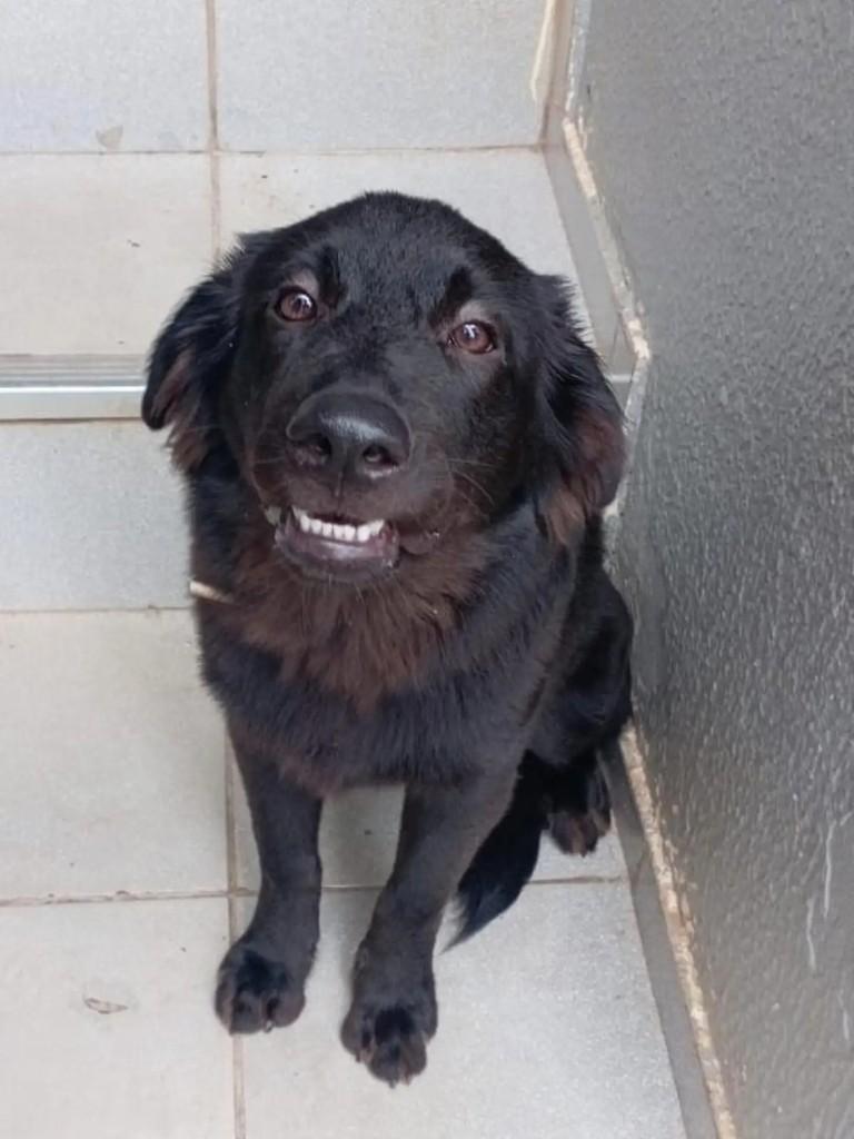 Zeus, cachorro de porte médio para adoção em São Luís - MA