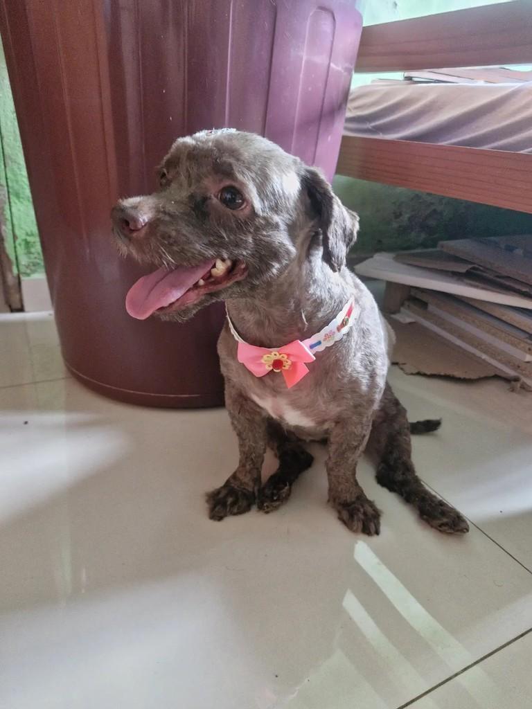 Luna, cadela de porte pequeno para adoção em São Luís - MA