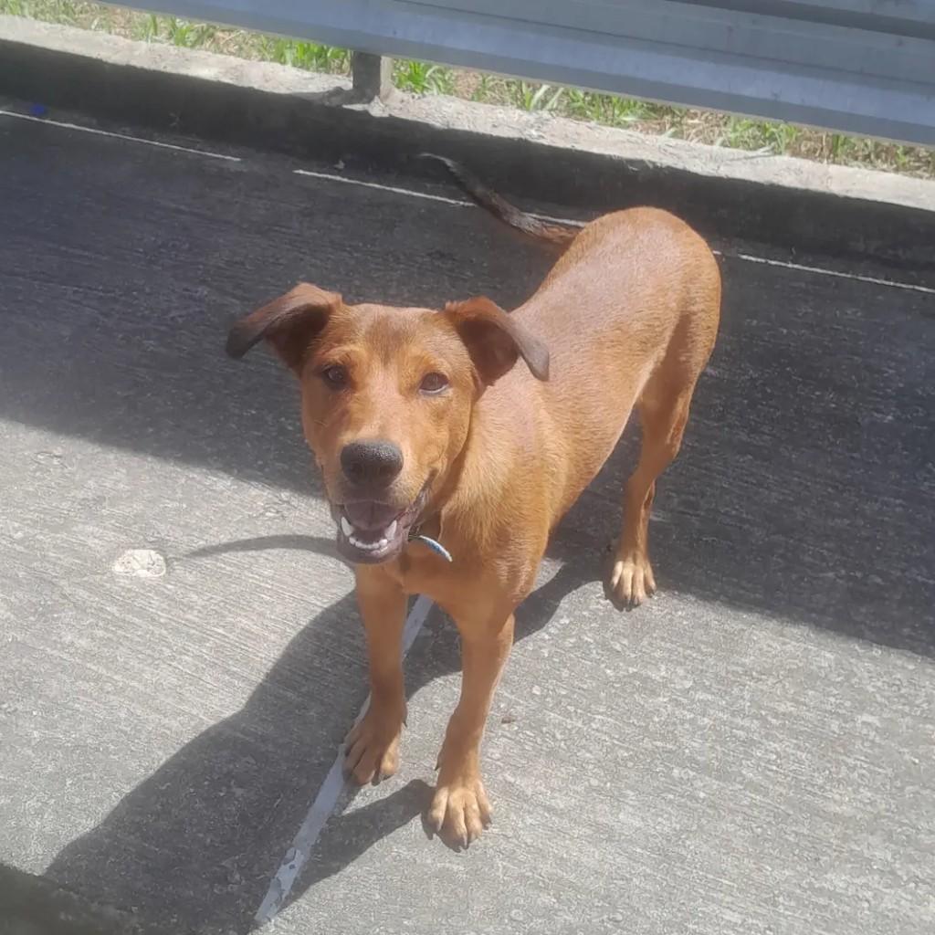 Jovem cadelinha com coleira azul, cachorro de porte pequeno para adoção em São Luís - MA