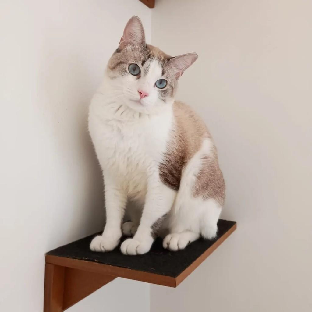 Luffy, gato de porte médio para adoção em São Luís - MA