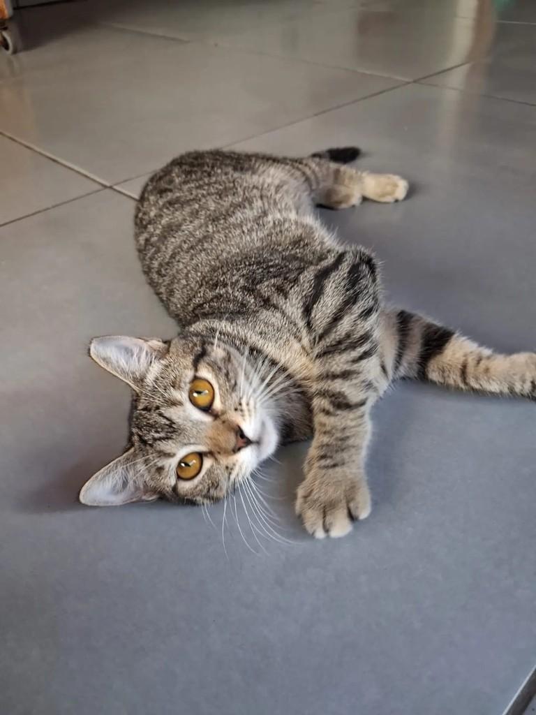 Pandora, gato de porte pequeno para adoção em São Luís - MA