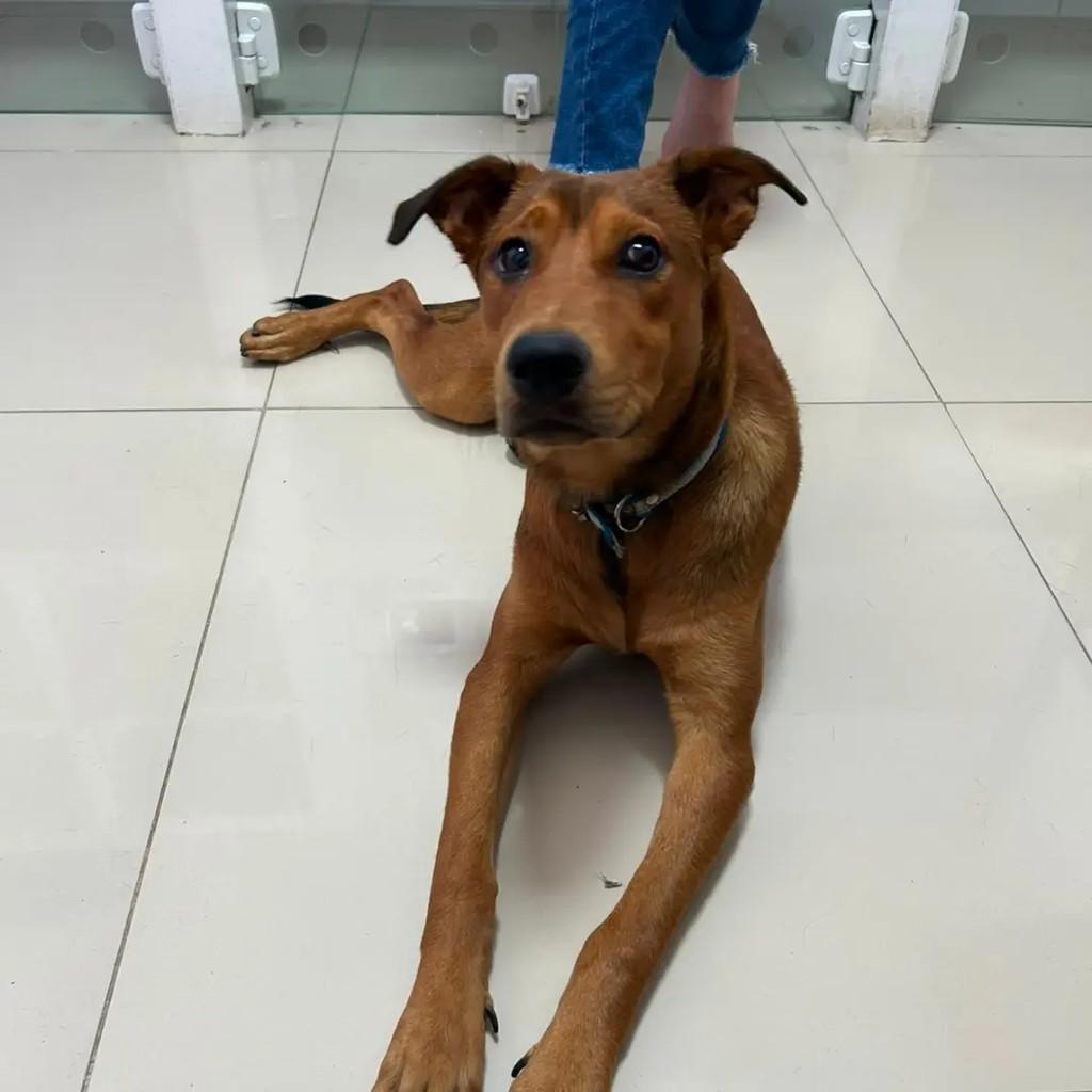 Caramela, cachorro de porte médio para adoção em São Luís - MA