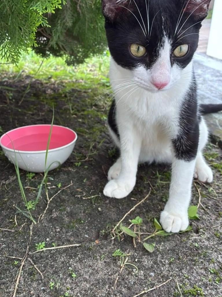 Frajolinha, gato de porte pequeno para adoção em São Luís - MA