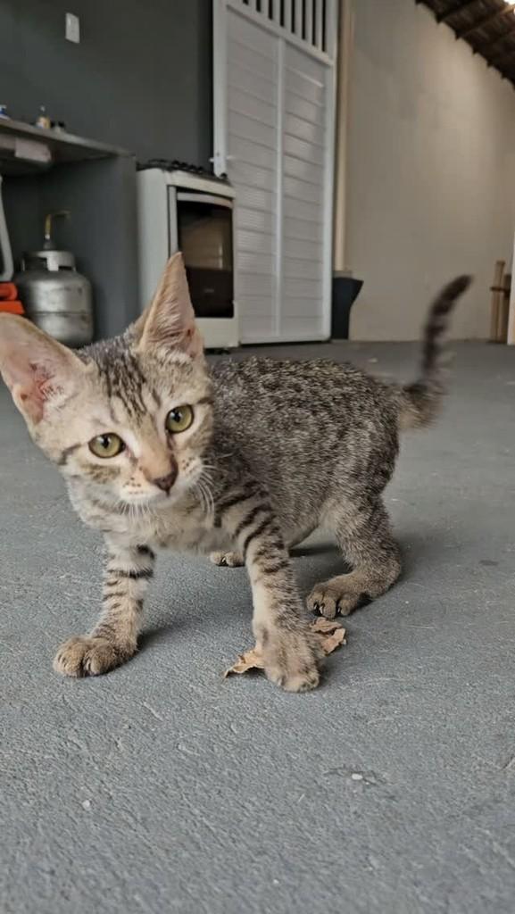 Miniatura, gata de porte pequeno para adoção em São Luís - MA