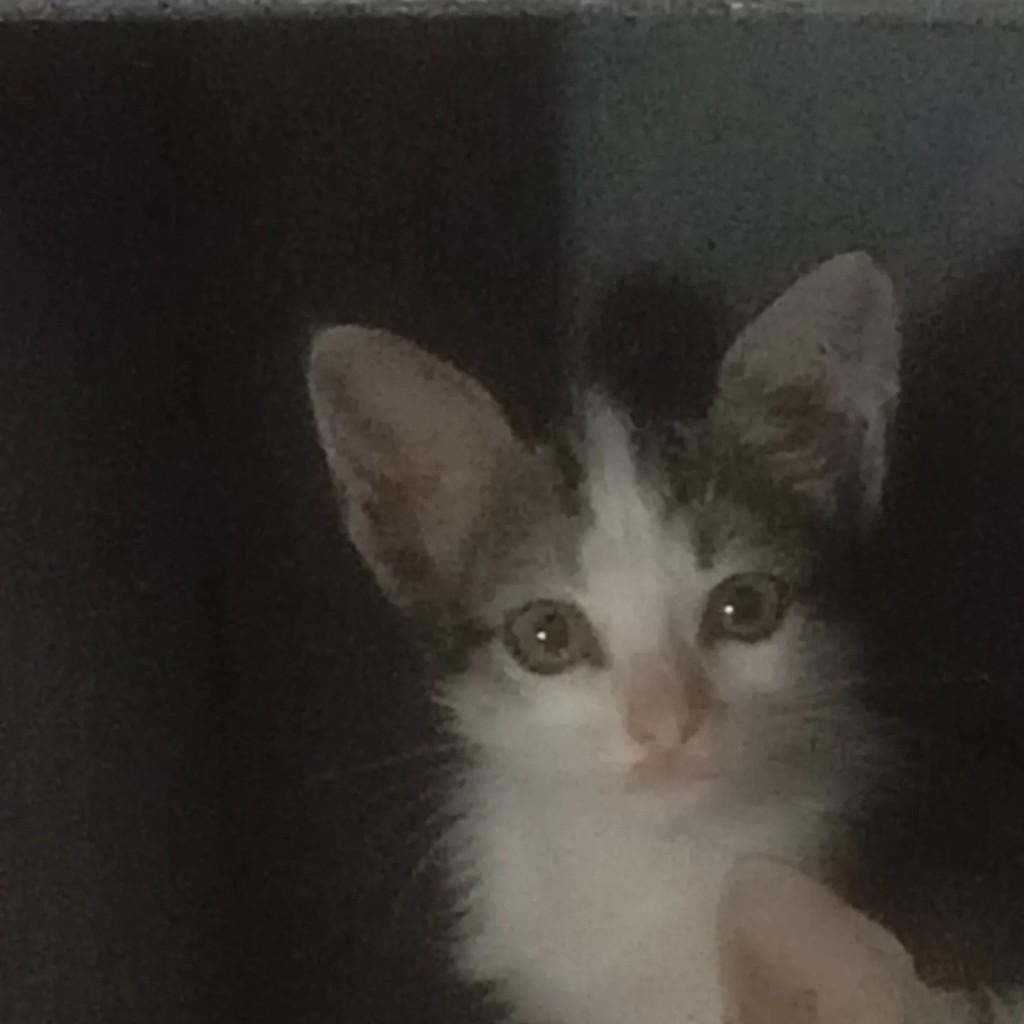 Nina, gato de porte pequeno para adoção em Ocara - CE