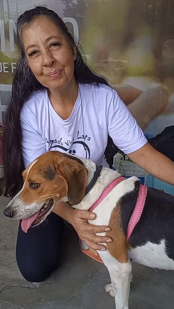 Mona, cachorro de porte grande para adoção em Francisco Morato - SP