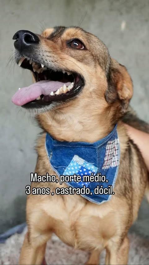 Frederico, cachorro de porte médio para adoção em Francisco Morato - SP