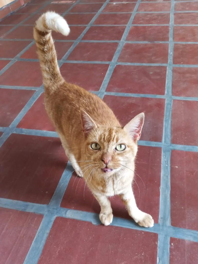 Linda, gata de porte médio para adoção em Telêmaco Borba - PR