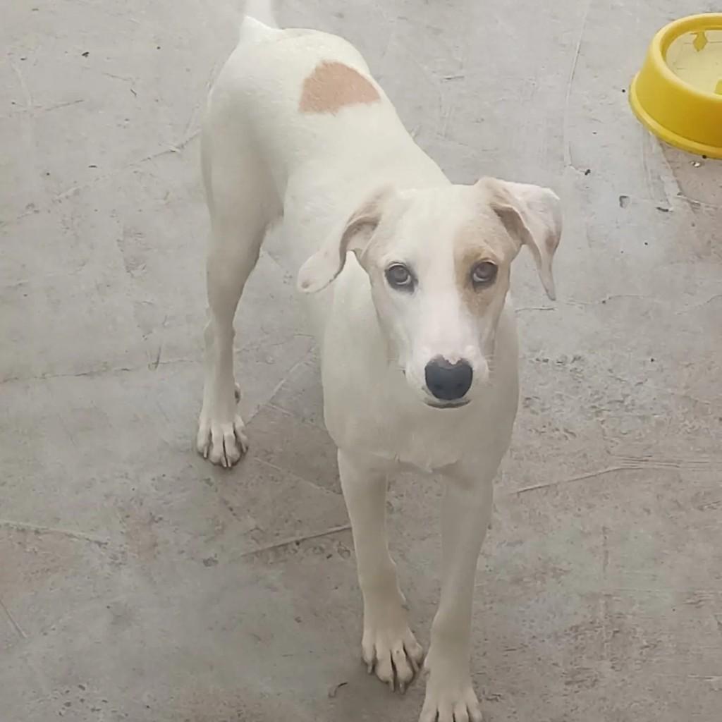 Jujuba, cadela de porte médio para adoção em Telêmaco Borba - PR — foto 2 de 2