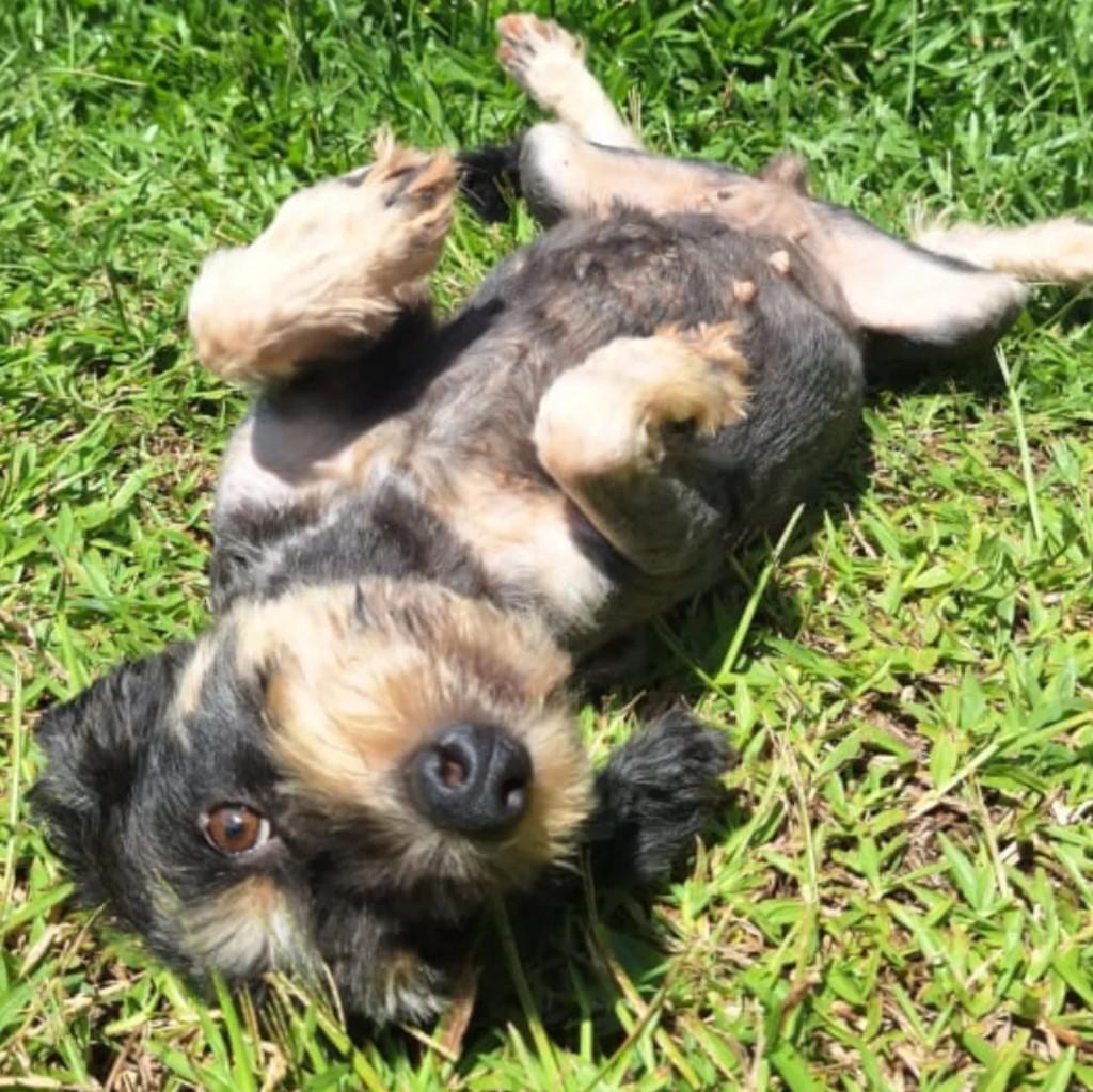 Vanessa, cachorro de porte pequeno para adoção em São Jerônimo - RS