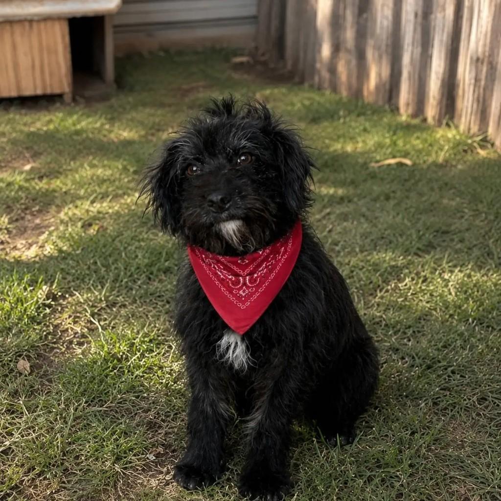 Fabiano, cachorro de porte pequeno para adoção em São Jerônimo - RS