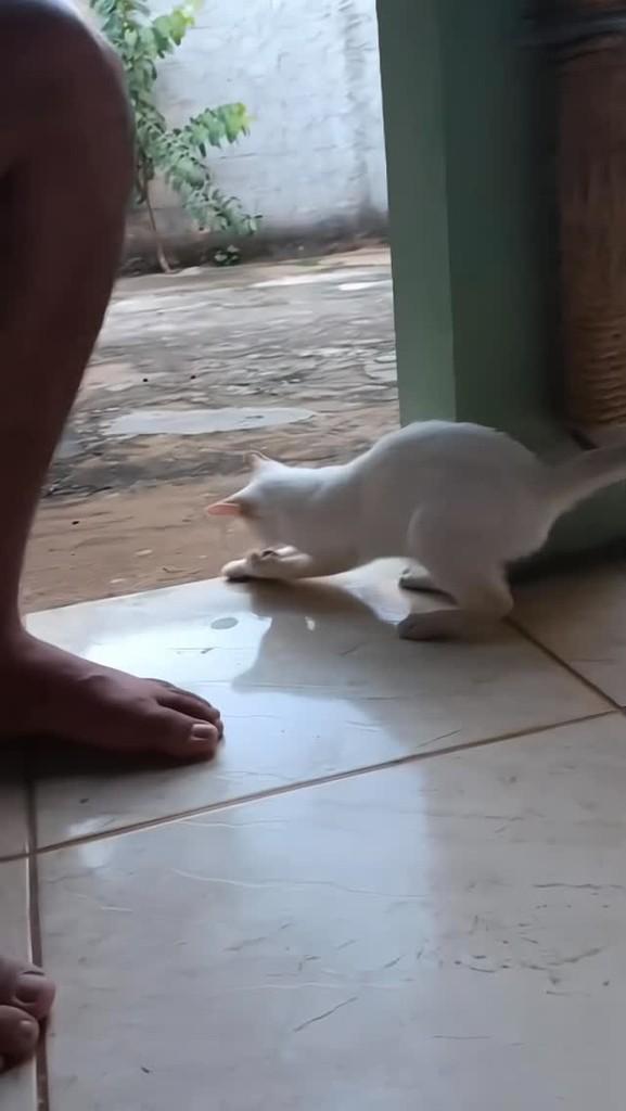 Gaara, gato de porte pequeno para adoção em Brasília - DF