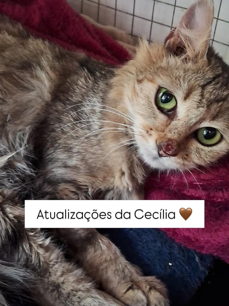 Cecília, gata de porte pequeno para adoção em São Paulo - SP