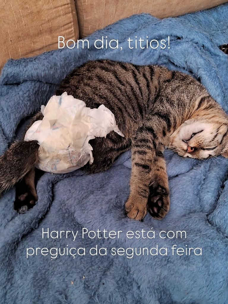 Harry Potter, gato de porte pequeno para adoção em São Paulo - SP