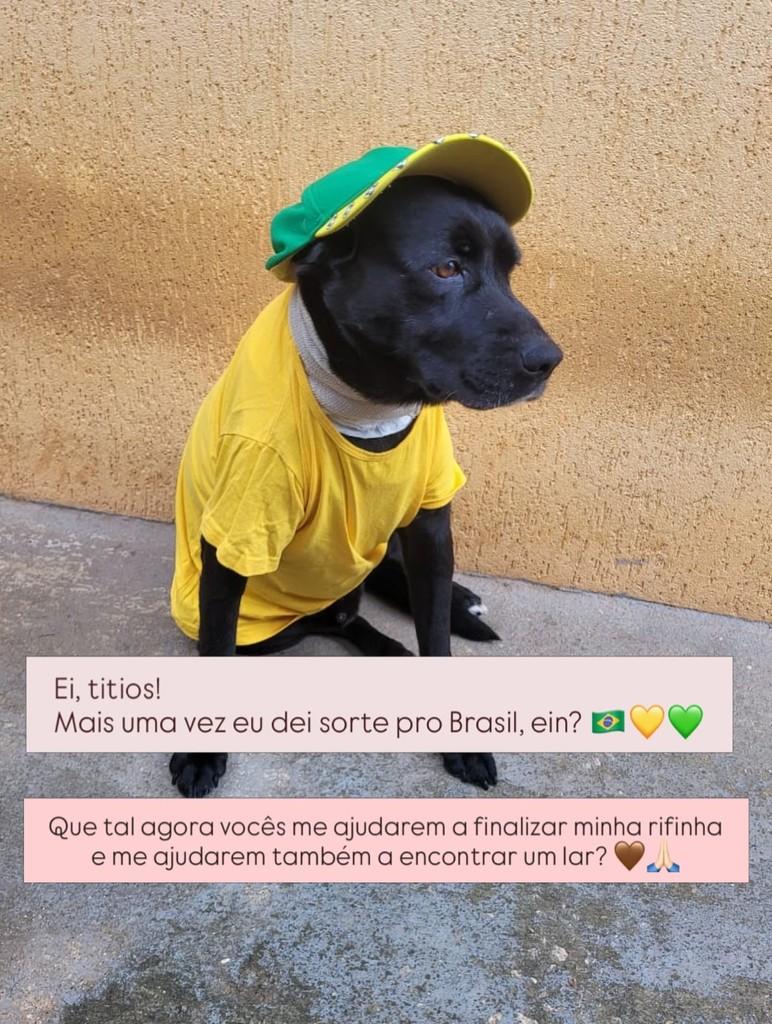 Café Pelé, cachorro de porte médio para adoção em Campo Limpo Paulista - SP