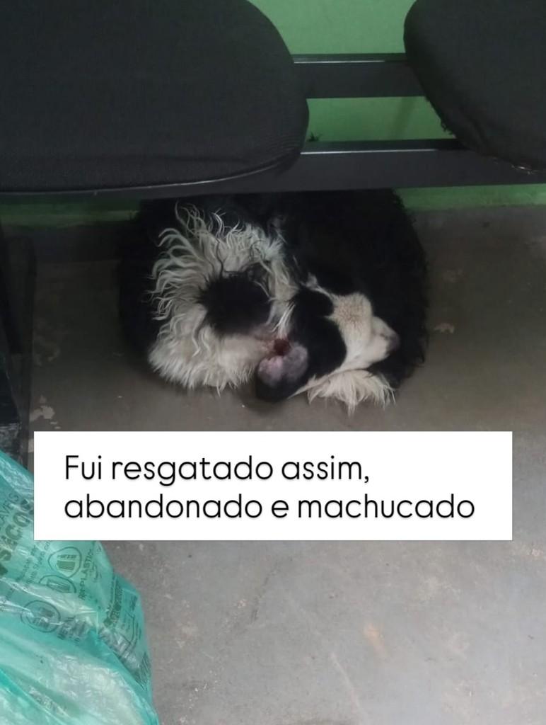 Floquinho, cachorro de porte médio para adoção em Campo Limpo Paulista - SP