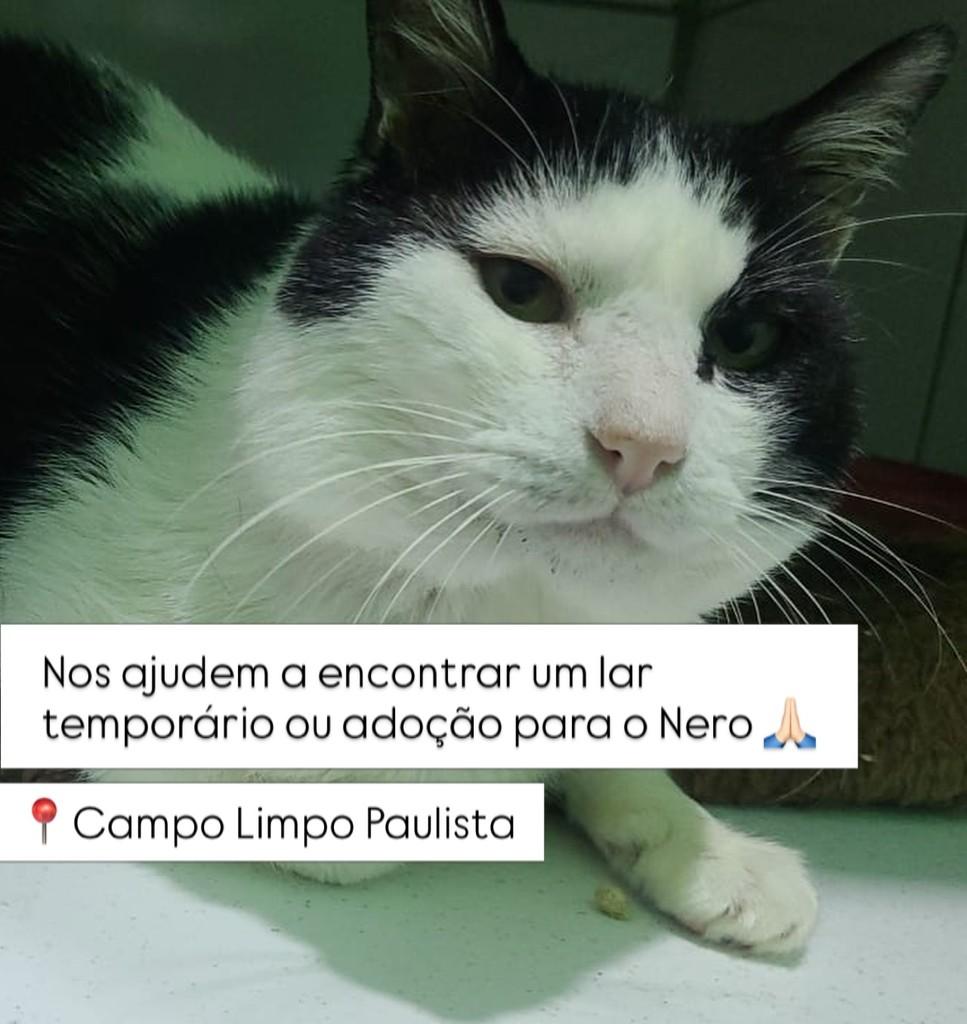 Nero, gato de porte médio para adoção em Campo Limpo Paulista - SP