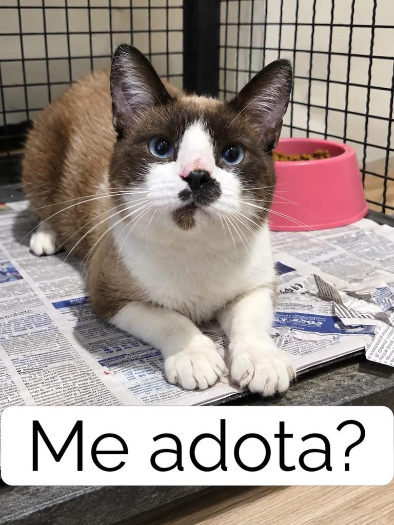 Tom, gato de porte pequeno para adoção em Piracicaba - SP