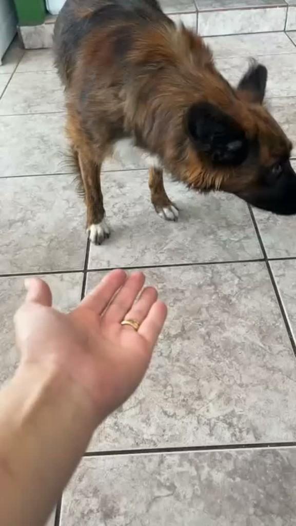 Lobinho, cachorro de porte médio para adoção em Passa Tempo - MG
