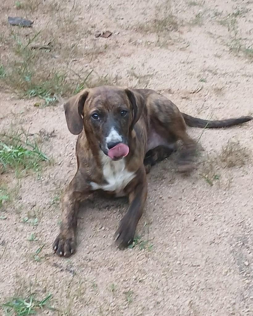 Santa Maria Marechal, cachorro de porte médio para adoção em Domingos Martins - ES