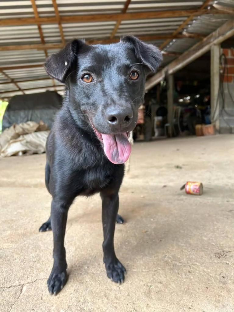 Doguinho, cachorro de porte médio para adoção em Domingos Martins - ES