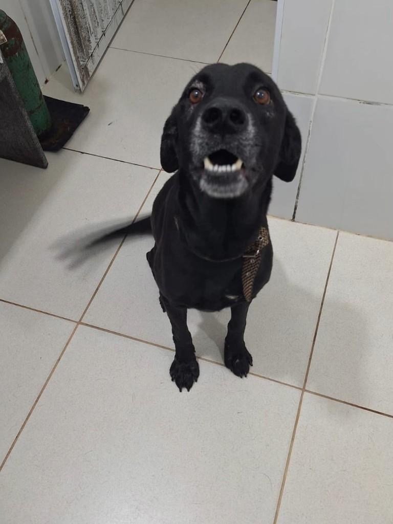 Negão, cachorro de porte médio para adoção em Domingos Martins - ES