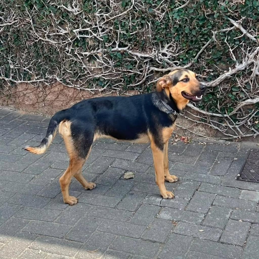 Cachorrinha, cadela de porte médio para adoção em Domingos Martins - ES