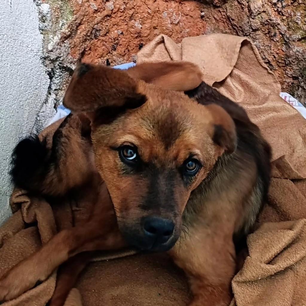 Nina, cachorro de porte pequeno para adoção em Domingos Martins - ES