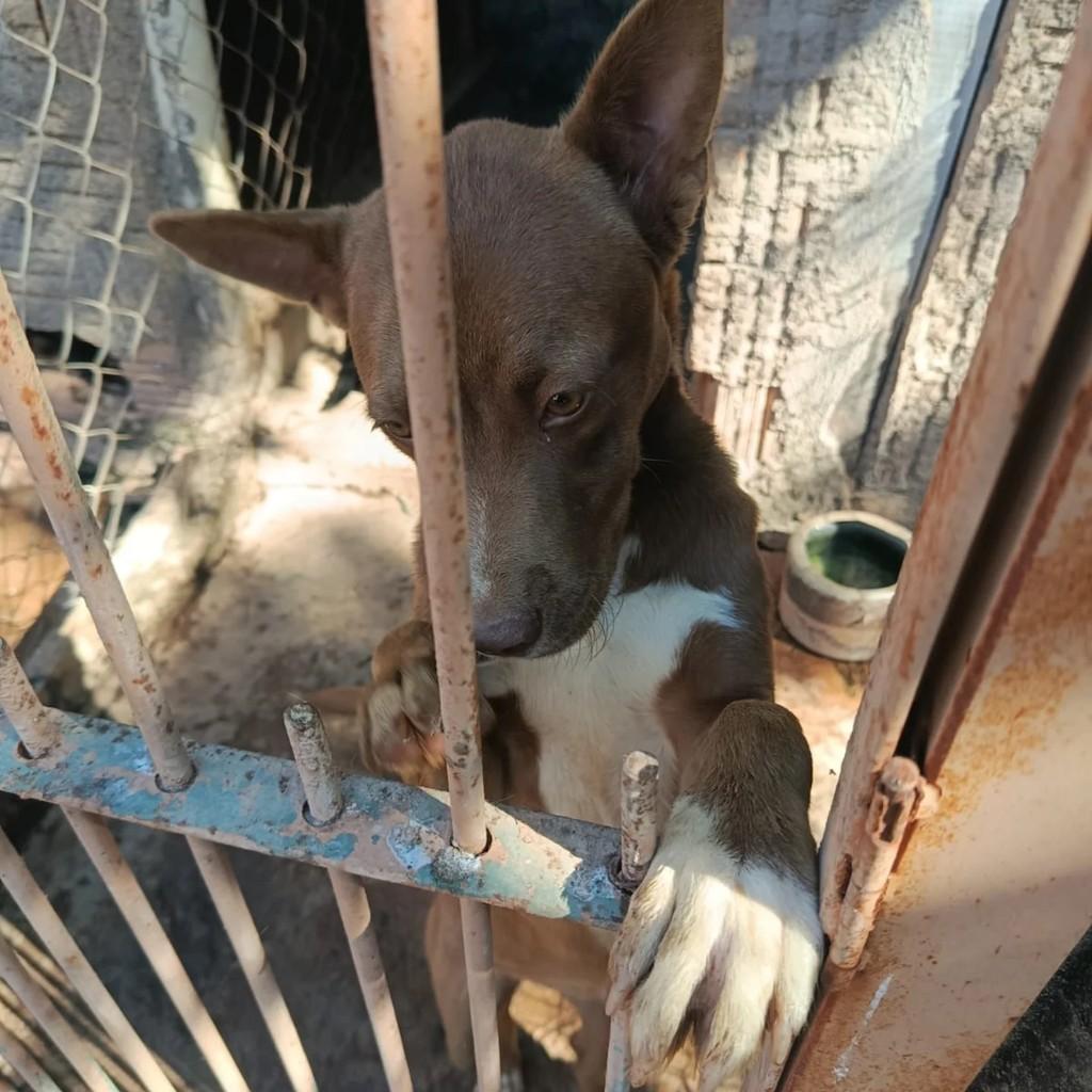 Guerreirinha, cadela de porte pequeno para adoção em Monte Belo - MG