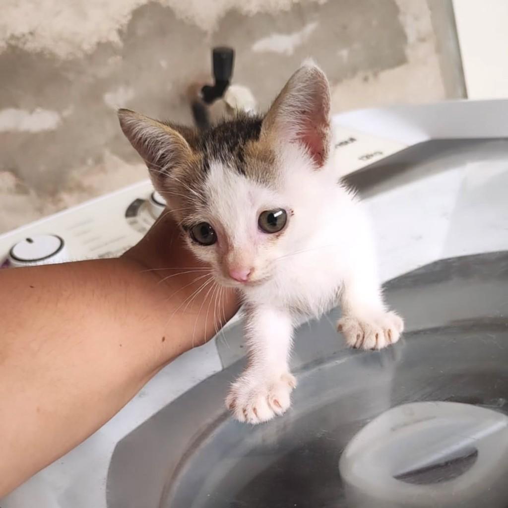 Nenê, gata de porte pequeno para adoção em São Luís - MA